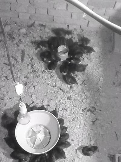 Australorp Layer Chicks / Australorp hen /Desi Hens / murgi