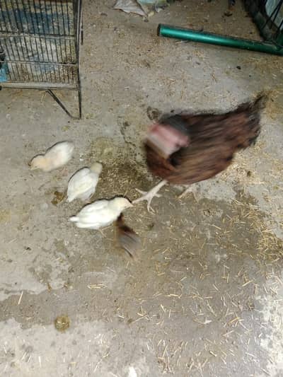 lakhi amrohi white noke nali khusk