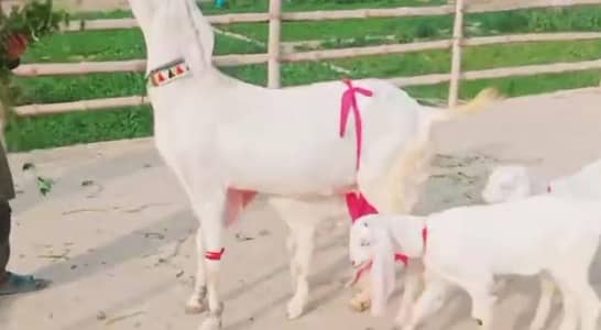 3 Bacchon Ka Sath Desi Bakri For Sale (Call "_03274970754)