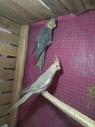 Cocktail Parrot's With Cage Or Australian Parrots For Sale