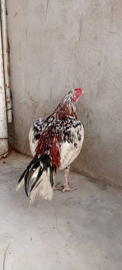 phuliya murga bhut acha murga hai ma shoq khatam kar rha hu