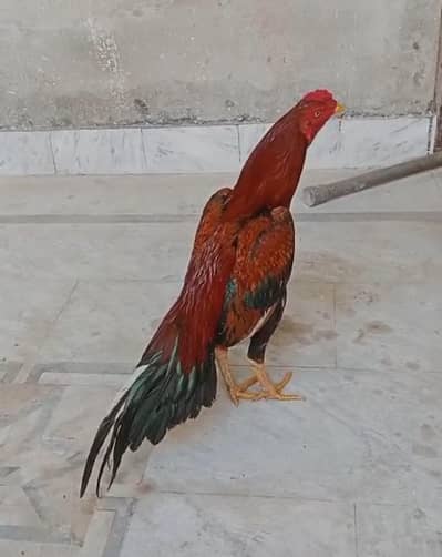 long height patha long tail ma