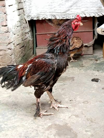 Pure Lakha Promose aseel Pair