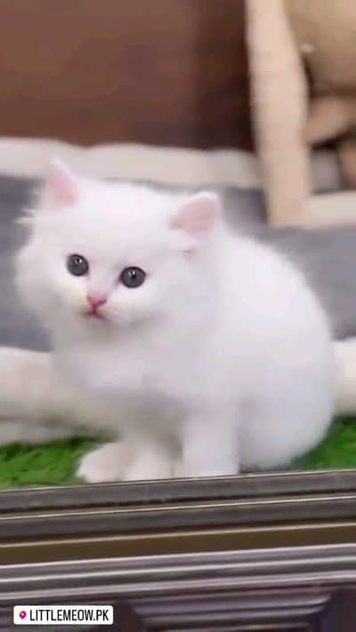 Persian cat for sale male female my WhatsApp number0305=19=19=916