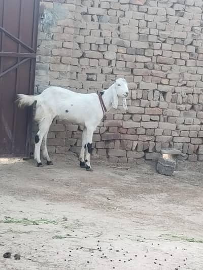 57000 donda bakra khasi location Toba gojra rod 03157537109