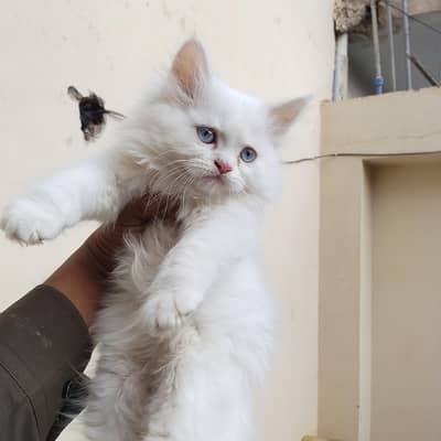white Persian triple cot kitten healthy and Active liter trained