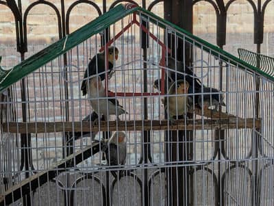 love birds Pathay. . . . best for next year breading . . top quality pair