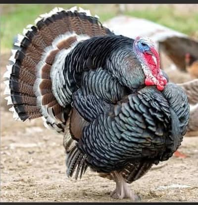 turkey breeder male for sale