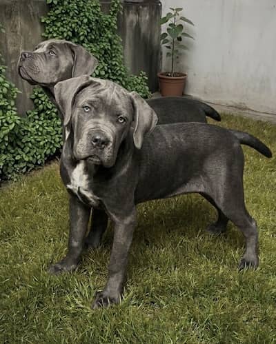 IMPORTED CANE CORSO PUPPIES AVAILABLE