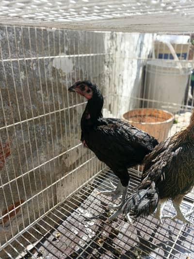 aslamualaikum sal my aseel dragons