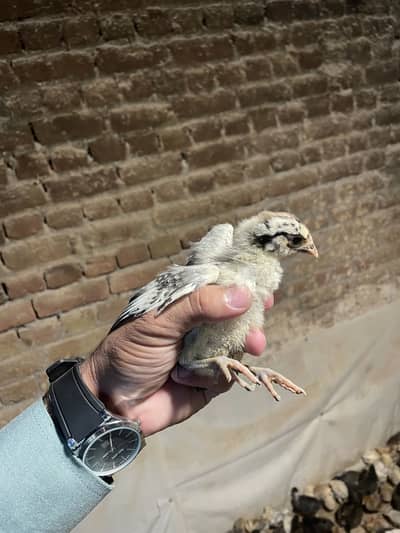 20 Days Active Chicks