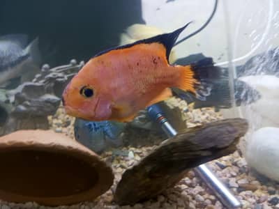 hybrid. tiger and yellow parrot and vijea fish