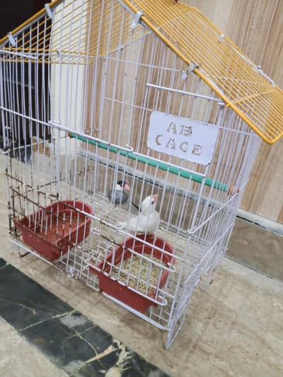 Cage with birds pair