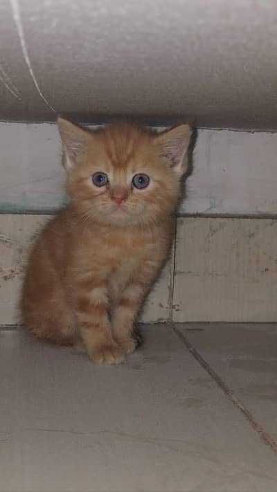 5 Persian cats 2 months/1 Persian cat 2.6 year