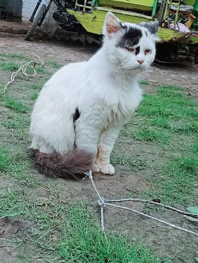 person cat double coat