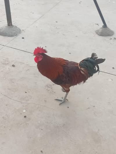Rooster and Hens for sale