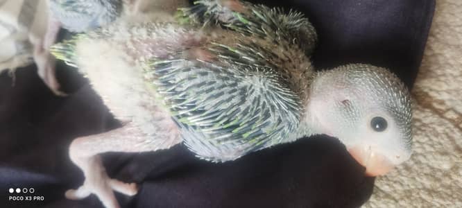 Green ringneck parrot babys