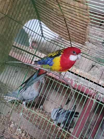 Rosella perrot male