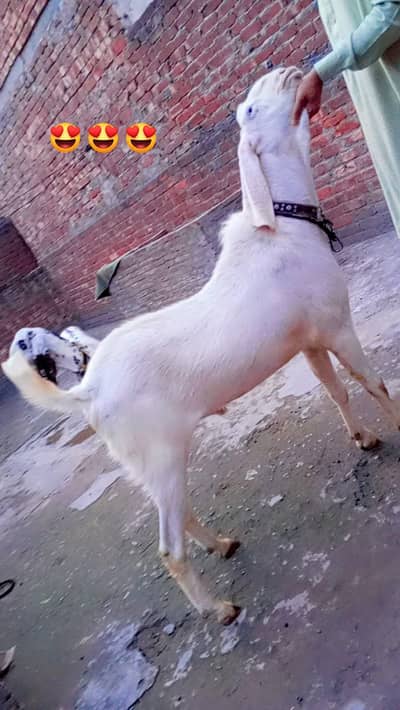 qurbani k liye rajan puri bakra 4 dant rabta 03061715692