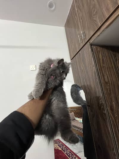 Triple coat grey Persian cat