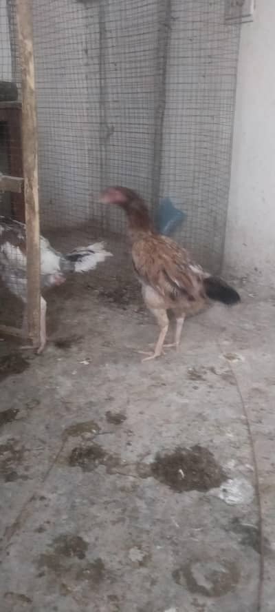 Aseel hens for sale