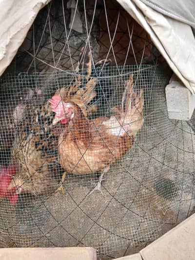 Aseel pair and misri pair