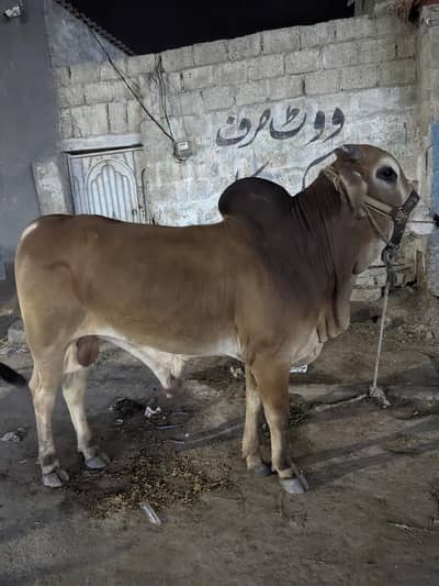 2 danth fresh qurvani for 2026 active bachrabh khany me bi acha h