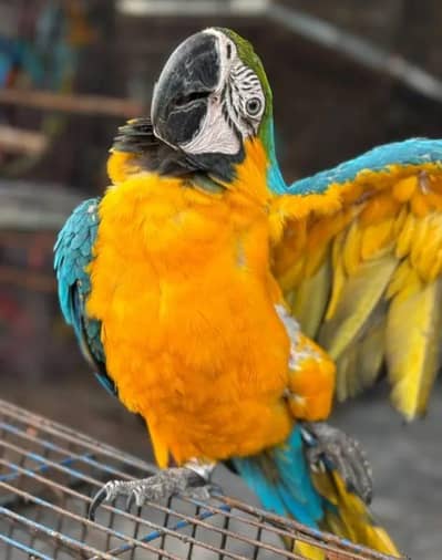 MACAW BLUE AND GOLD FULLY TAMED