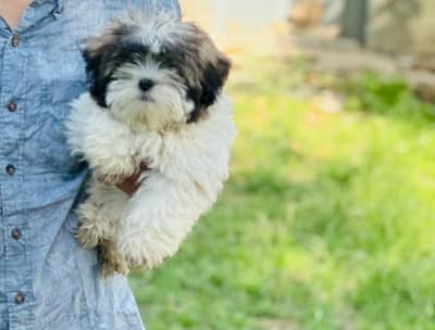 Shihtzu puppies toy breed teacup tzu