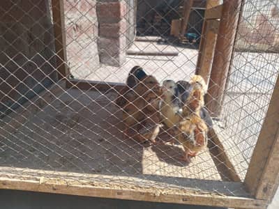 aseel mianwali chickes