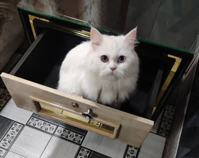 female cat odd eyes