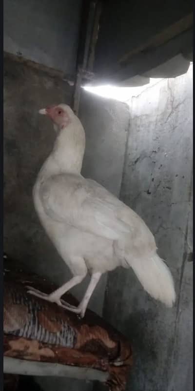 Heera Murgi Madi Sale Exchange