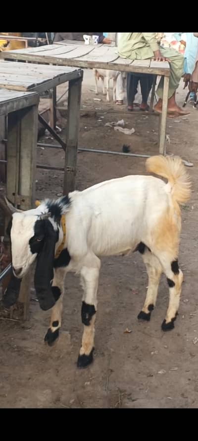 Bakra For seal Panjab nasal ka Bakra hai mashallah bht acha hai
