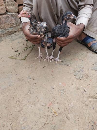 ایک نر اور ایک مادی