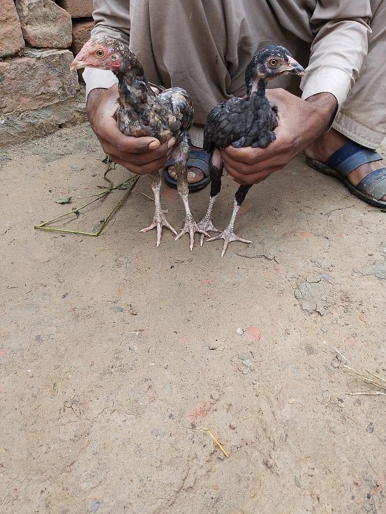 ایک نر اور ایک مادی 0