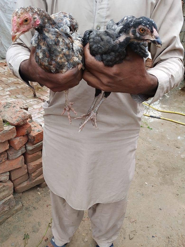 ایک نر اور ایک مادی 1