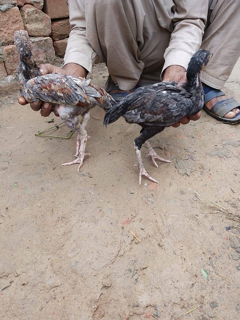 ایک نر اور ایک مادی 2