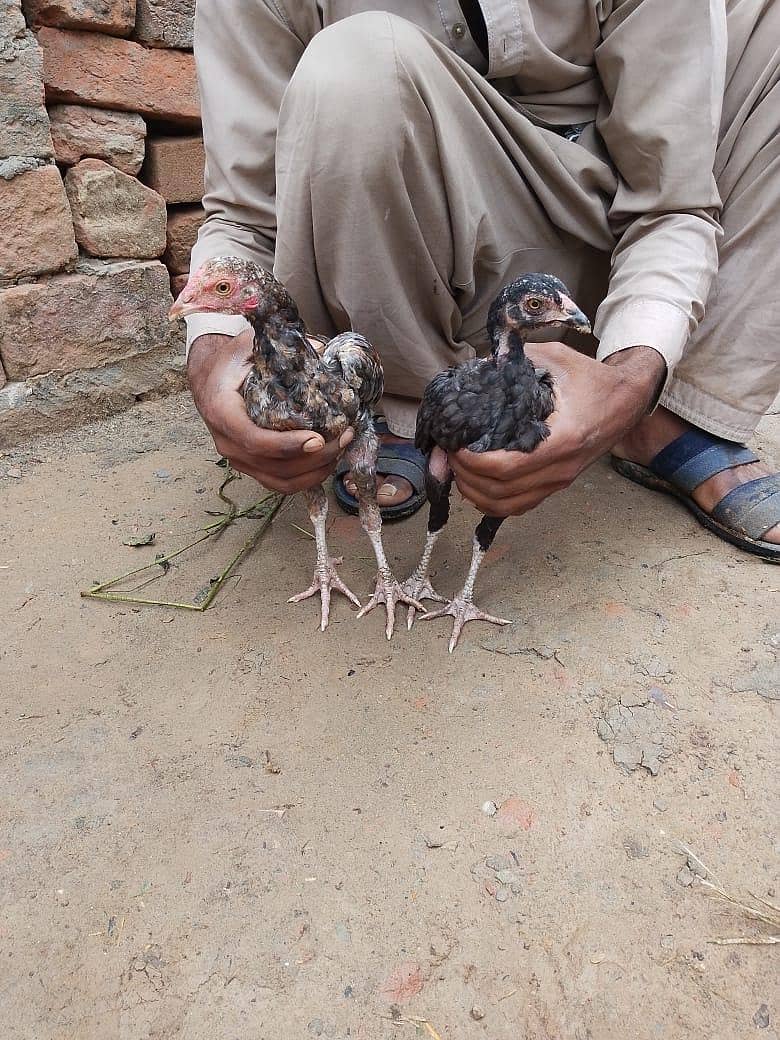 ایک نر اور ایک مادی 3