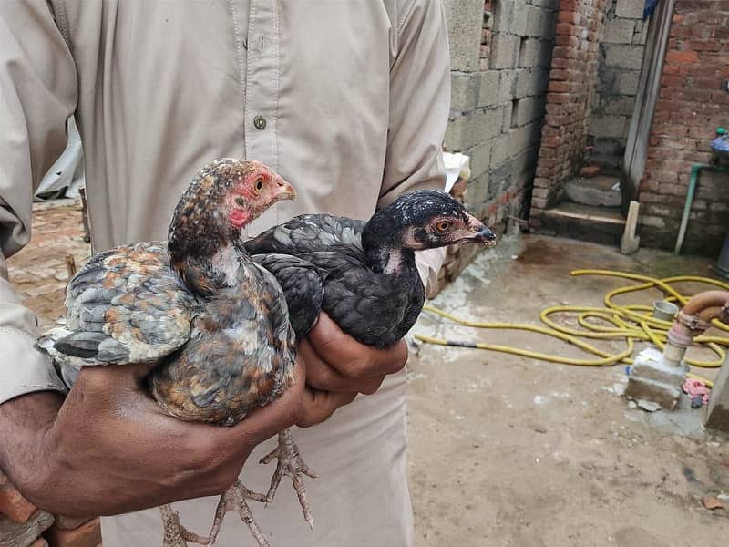 ایک نر اور ایک مادی 4