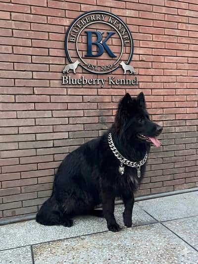 German shepherd puppie female 03134111831