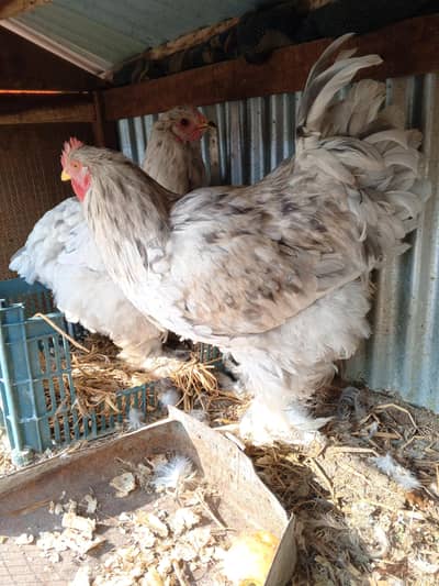 Buf Chicken Eggs are Available