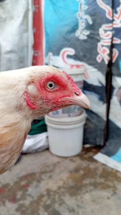 aseel female breader mianwali