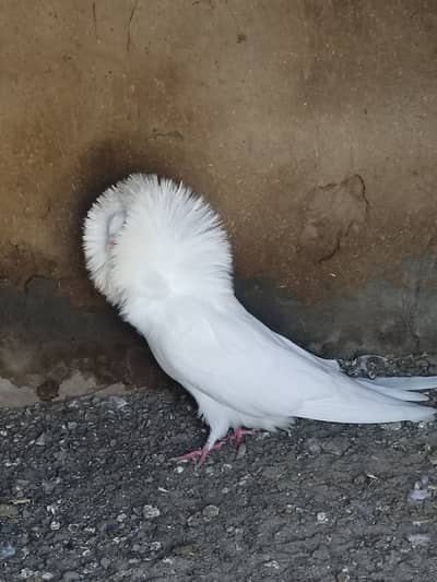 Brader femal for sall