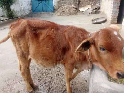 فریزن کراس گائے