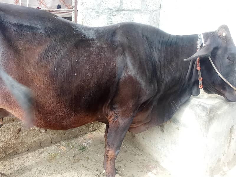 فریزن کراس گائے 1