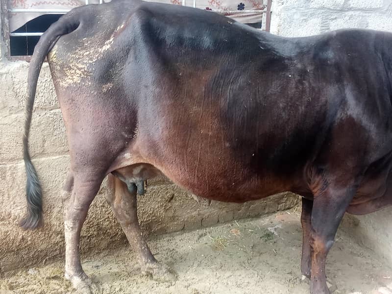 فریزن کراس گائے 2