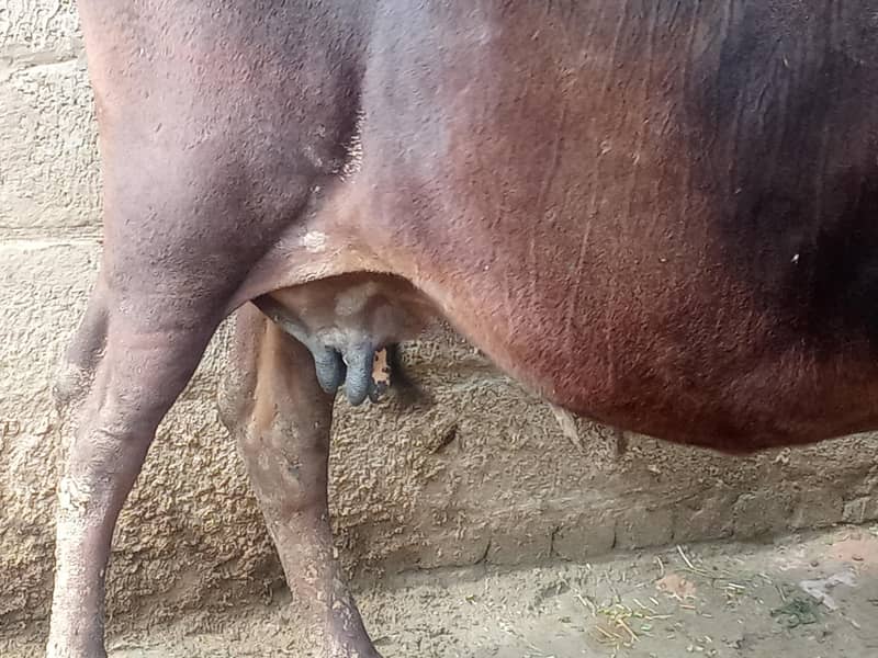 فریزن کراس گائے 3