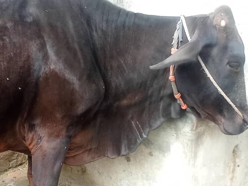 فریزن کراس گائے 4