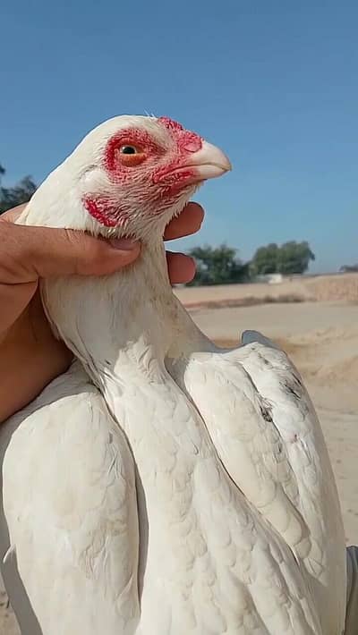 Aseel Shamu heera qandhari mushki 3