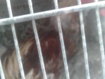 murga murgi for sell not call only chatting allow